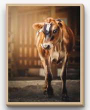 Load image into Gallery viewer, Evan - JP Farm Animal Sanctuary
